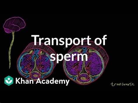 arrimon semen|Transport of sperm via erection and ejaculation .